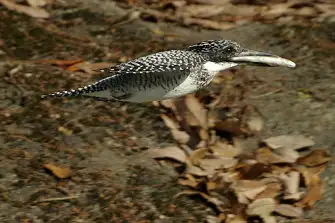 BORG71FLで撮影した野鳥・ヤマセミのトビモノの写真画像