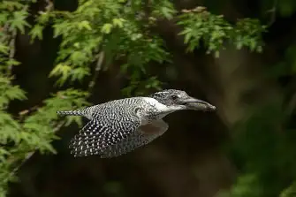 BORG71FLで撮影した野鳥・ヤマセミのトビモノの写真画像