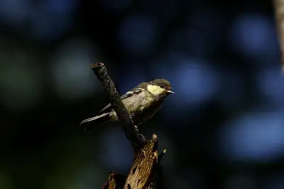 BORG71FLで撮影した野鳥・シジュウカラの写真画像