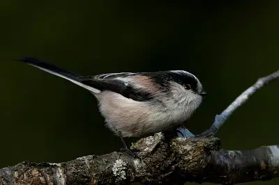 BORG71FLで撮影した野鳥・エナガの写真画像