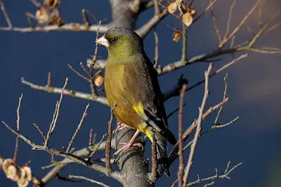 BORG71FLで撮影した野鳥・カワラヒワの写真画像