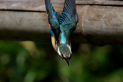 BORG71FLで撮影した野鳥・カワセミのトビモノの写真画像