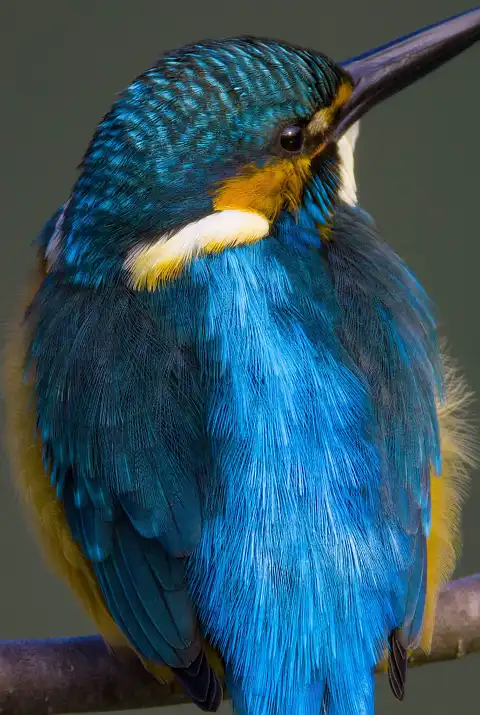 BORG71FLで撮影した野鳥・カワセミの写真画像