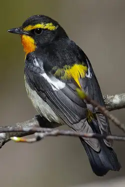 BORG71FLで撮影した野鳥・キビタキの写真画像