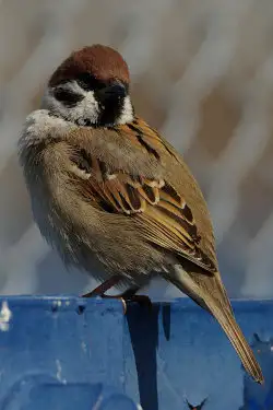 BORG71FLで撮影した野鳥・スズメの写真画像