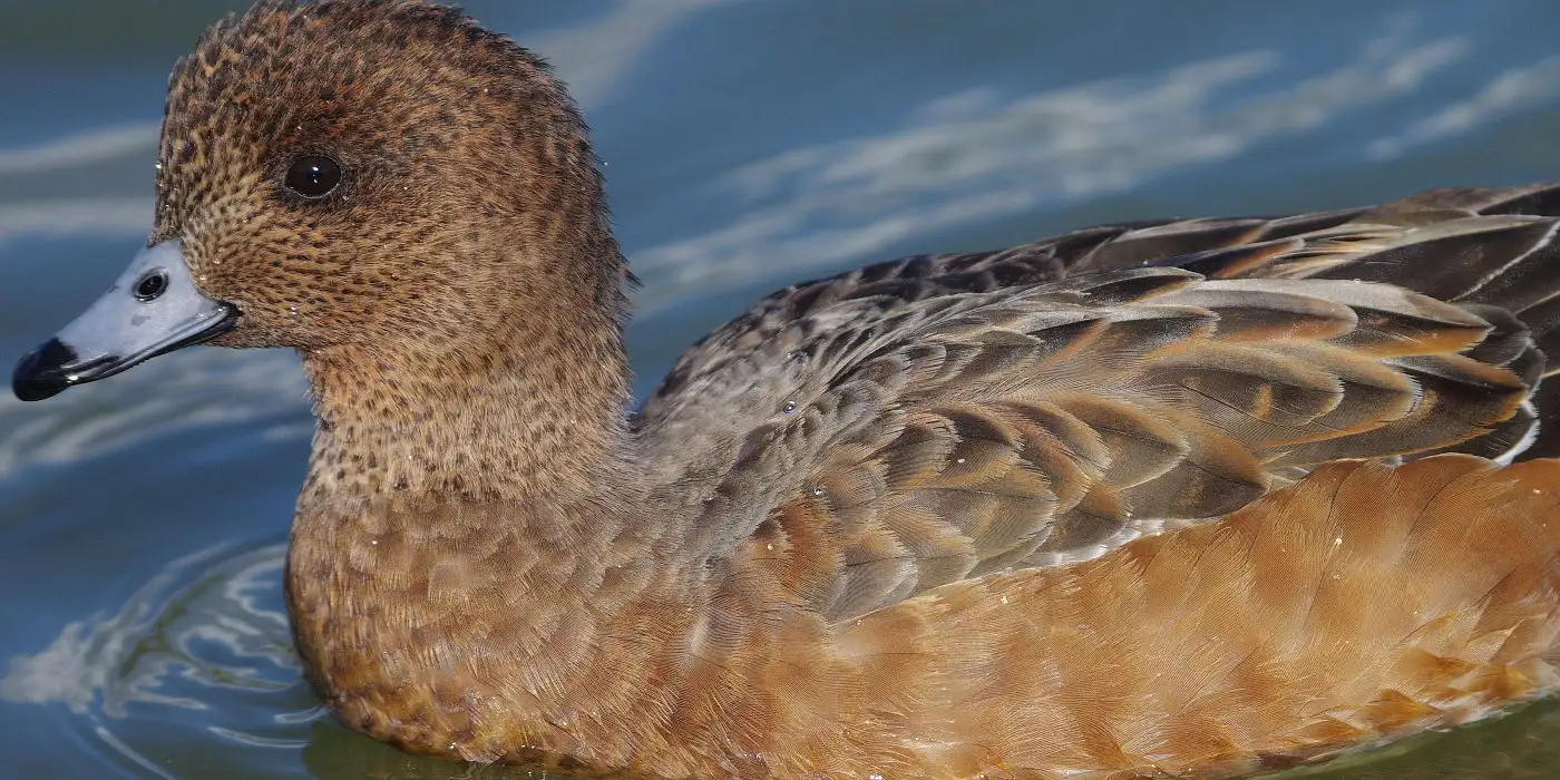 野鳥画像