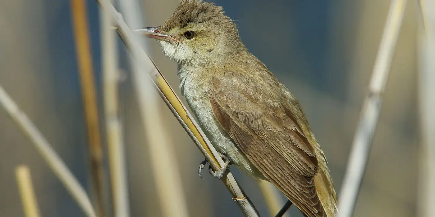 野鳥画像