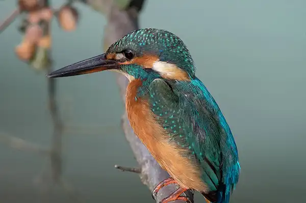 ライトルームクラシックで野鳥カワセミの再現像写真