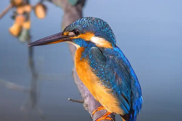 ライトルームクラシックで野鳥カワセミの再現像写真