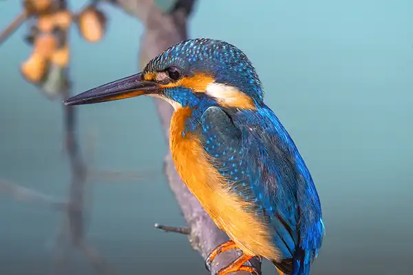 ライトルームクラシックで野鳥カワセミの再現像写真