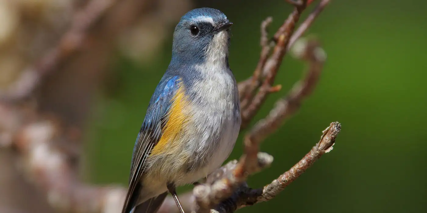 野鳥画像