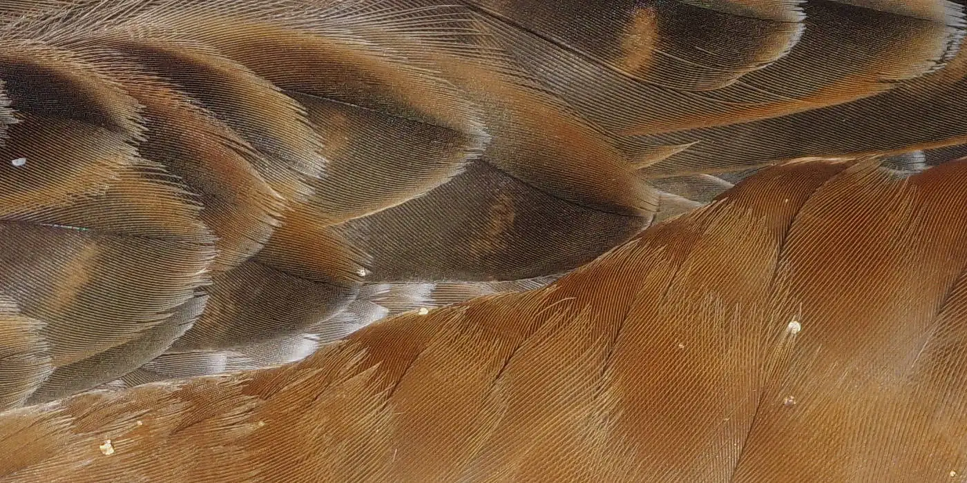 野鳥画像