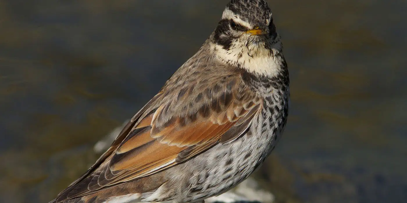 野鳥画像