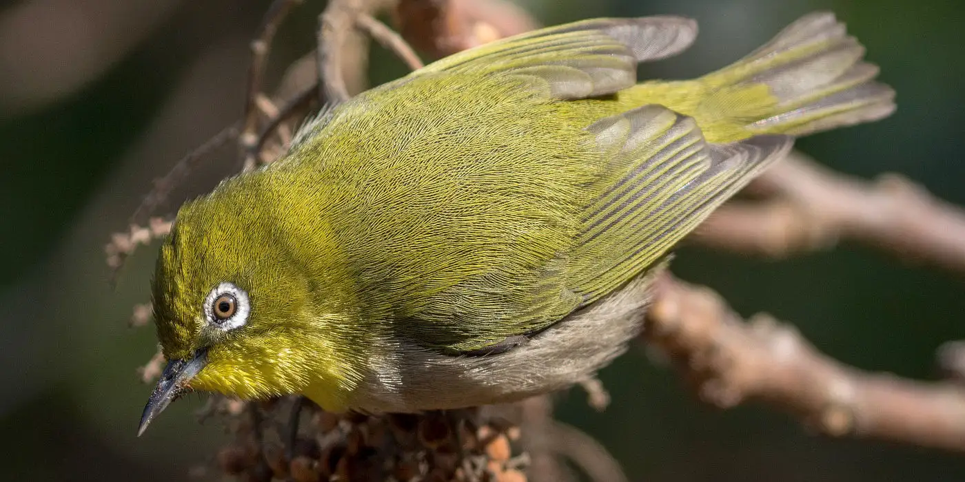 野鳥画像