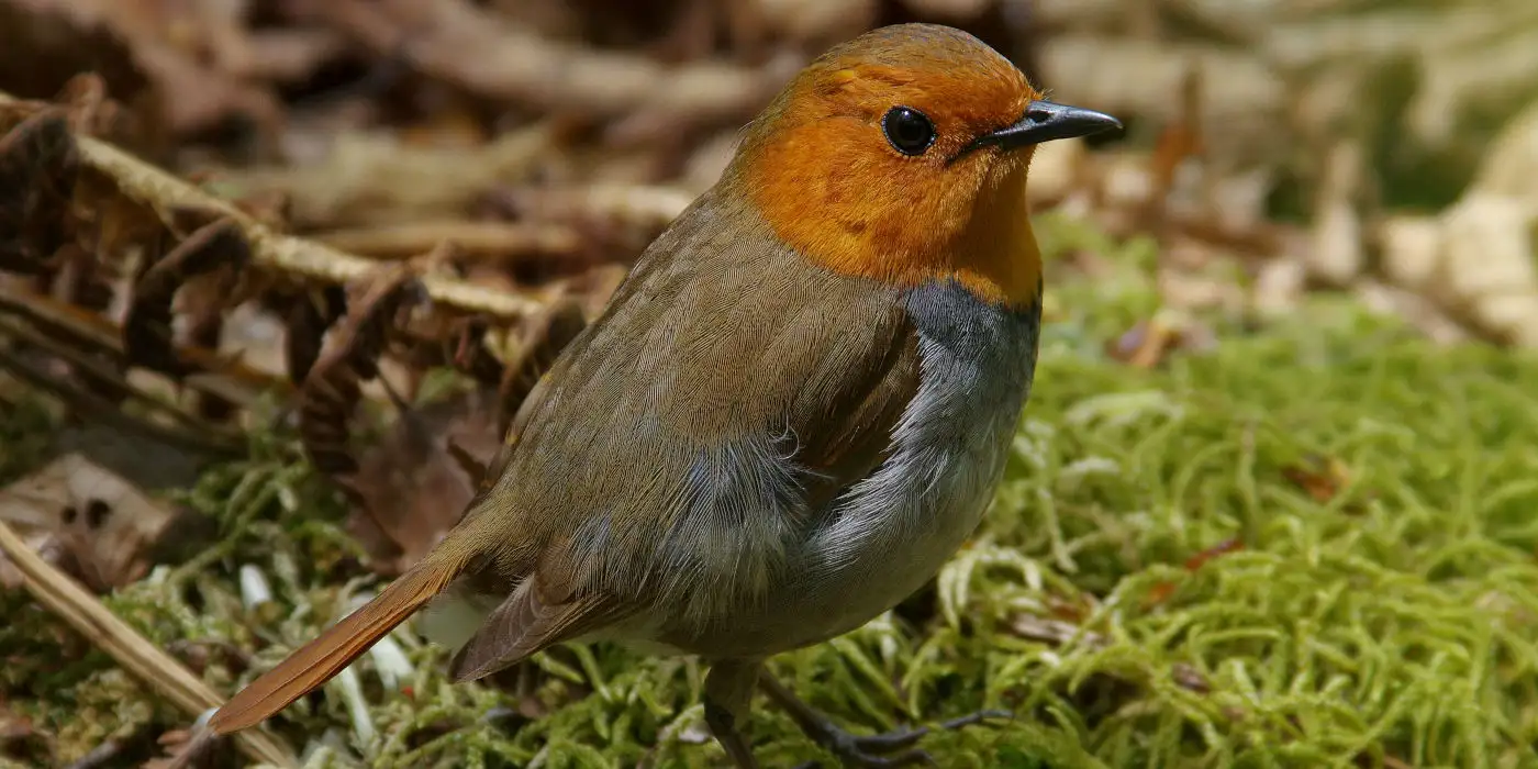 野鳥画像