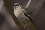 野鳥写真