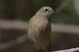 野鳥写真