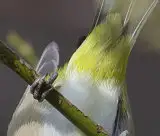 野鳥写真