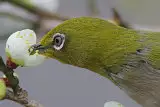 野鳥写真