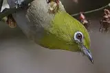 野鳥写真