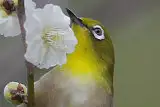 野鳥写真