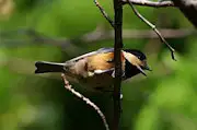 野鳥写真