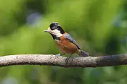 野鳥写真