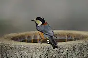 野鳥写真