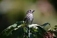 BORG125SD/野鳥の写真。クリックで拡大