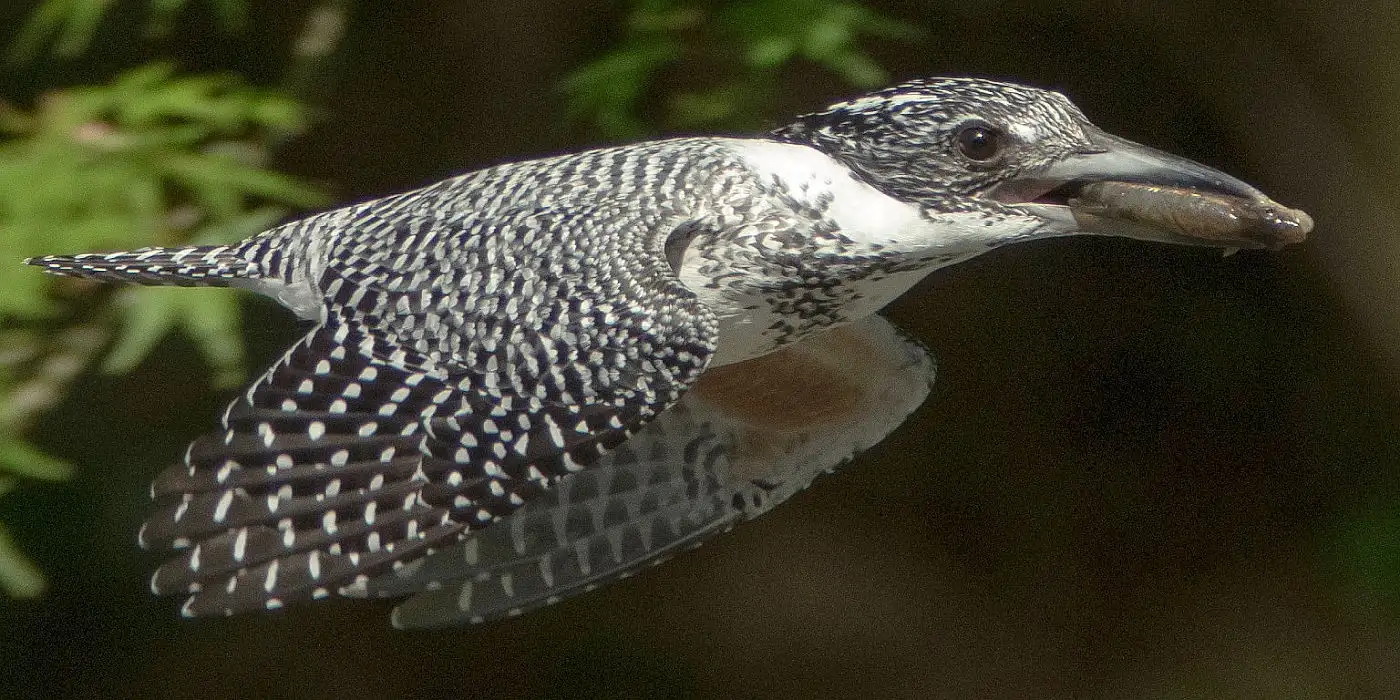 野鳥画像・ヤマセミ