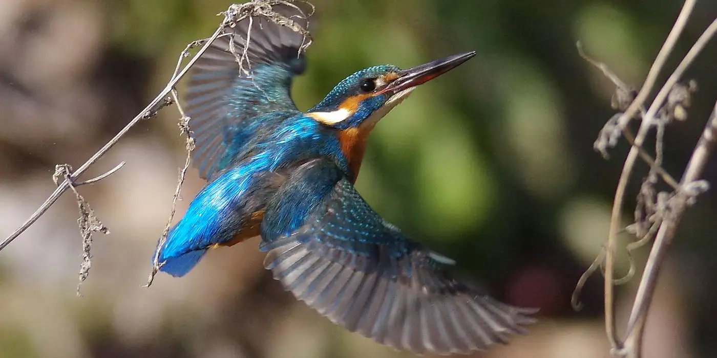 野鳥画像・カワセミ