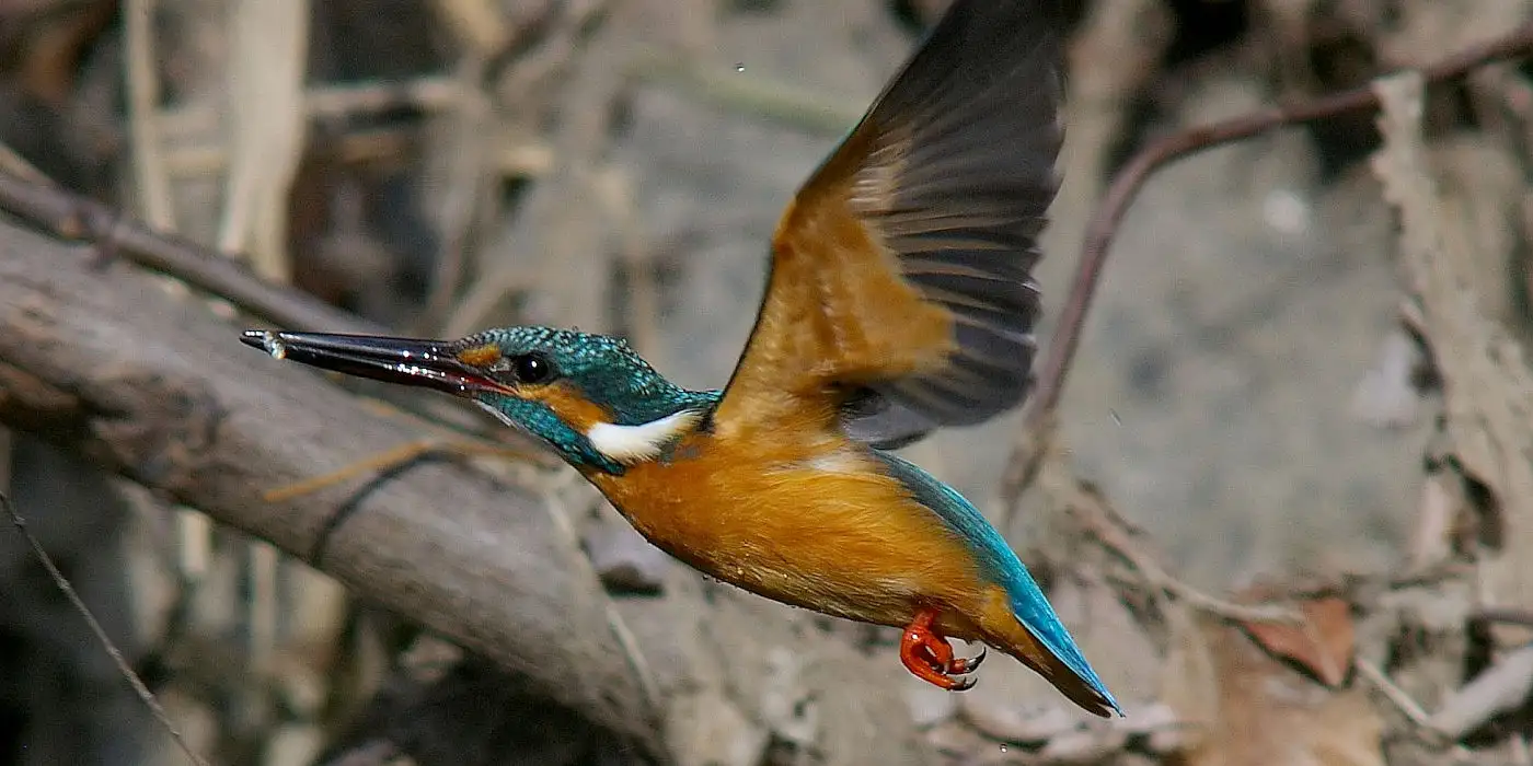 野鳥画像・カワセミ