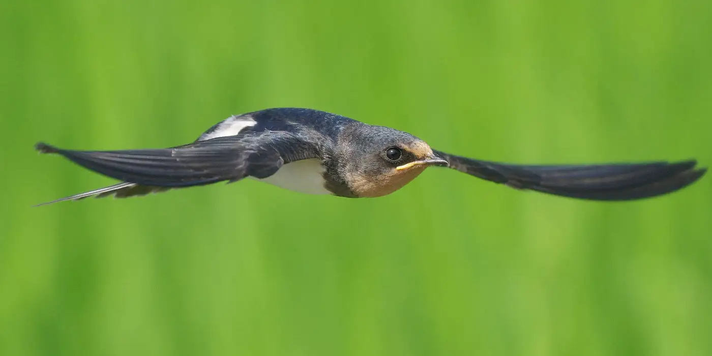 野鳥画像・ツバメ