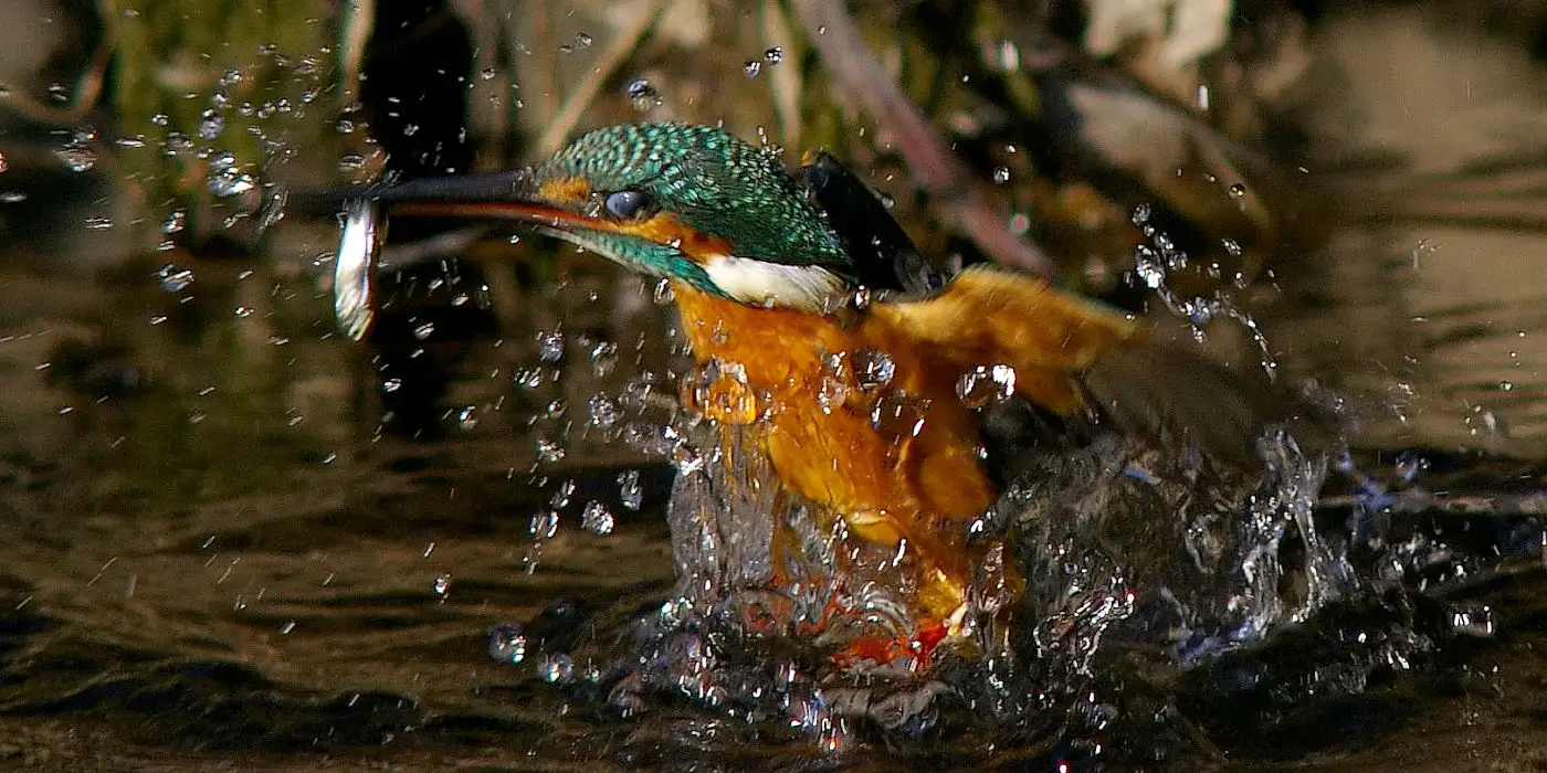 野鳥画像・カワセミ