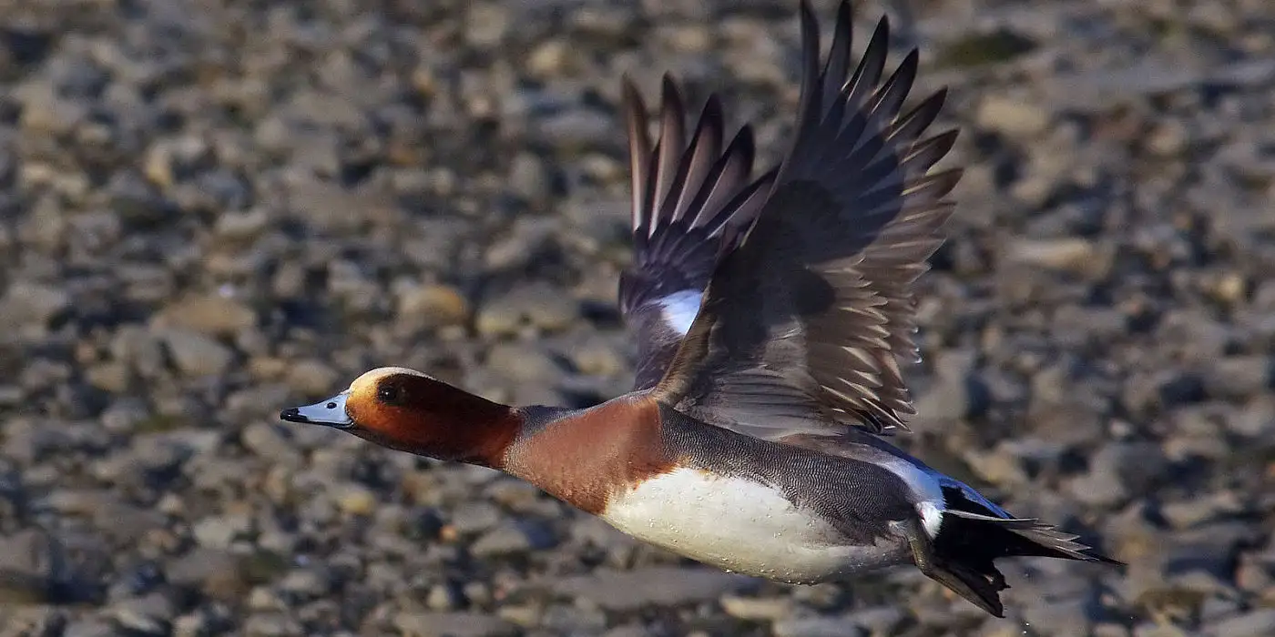 野鳥画像・カモ