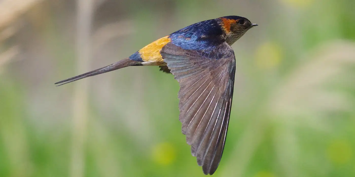 野鳥画像・コシアカツバメ