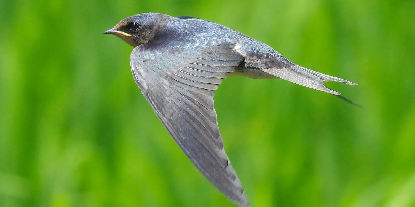 野鳥画像・ツバメ