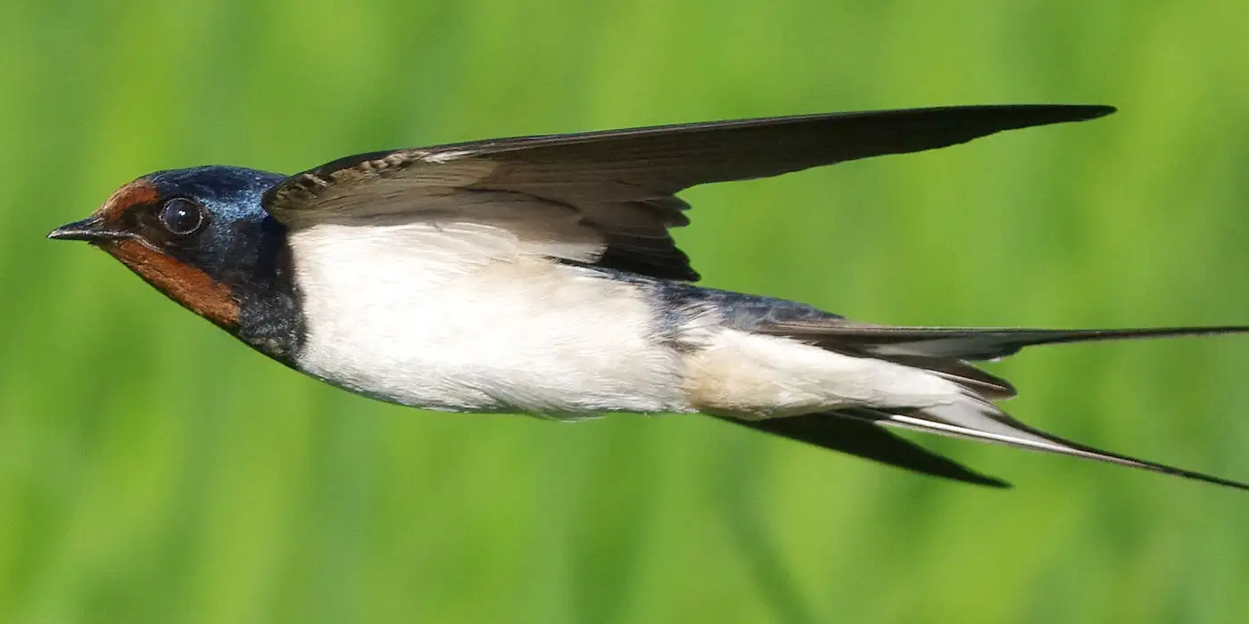 野鳥画像・ツバメ