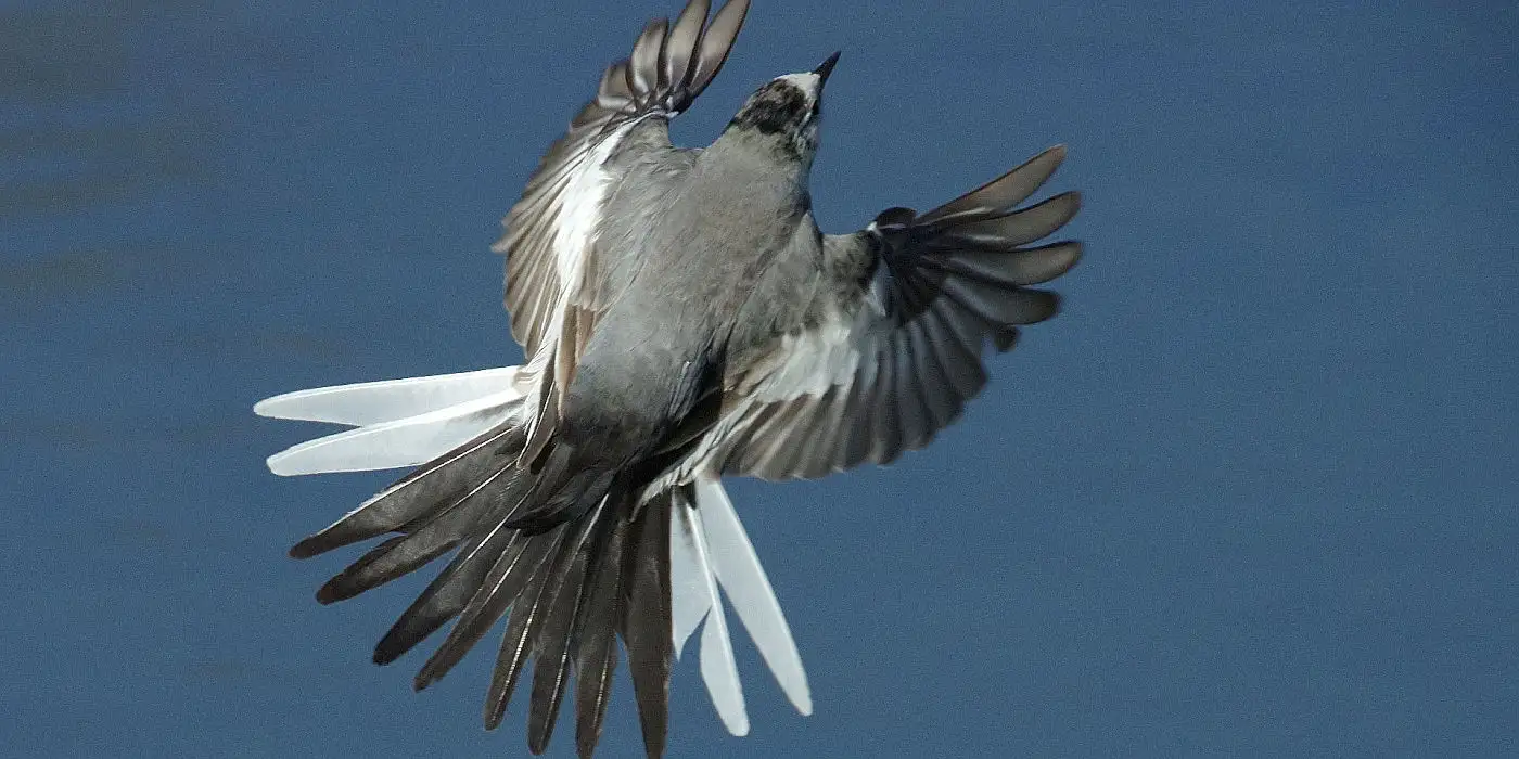 野鳥画像・ハクセキレイ