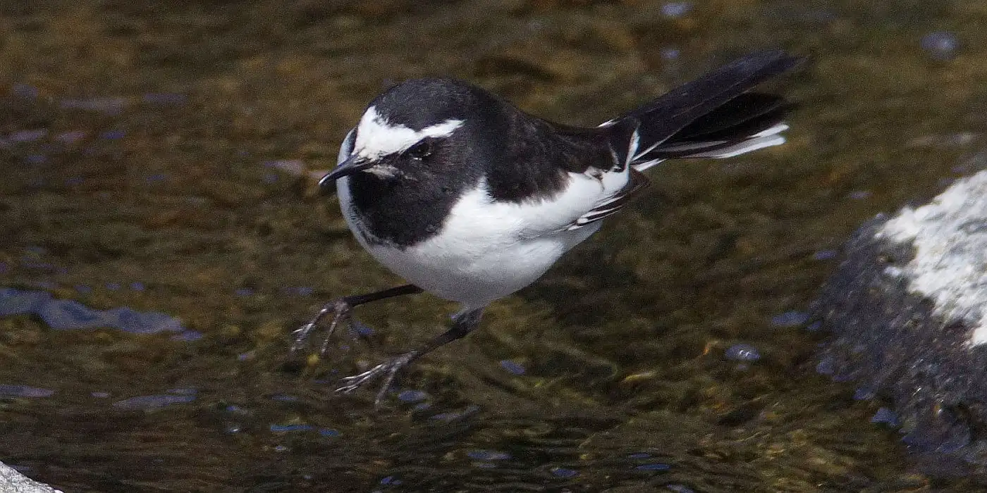 野鳥画像・セグロセキレイ