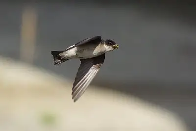 イワツバメ飛翔写真画像