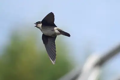 イワツバメ飛翔写真画像