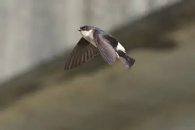 イワツバメ飛翔写真画像