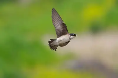 イワツバメ飛翔写真画像