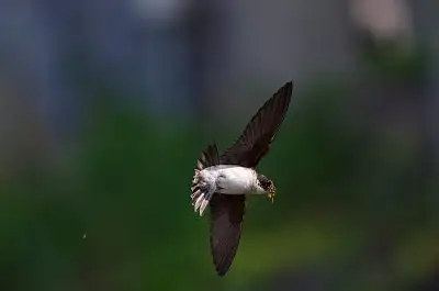 イワツバメ飛翔写真画像