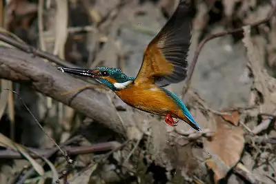カワセミ飛翔写真画像