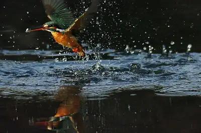 カワセミ飛翔写真画像