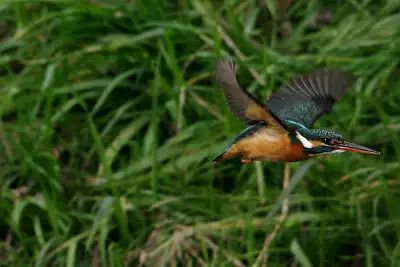 カワセミ飛翔写真画像