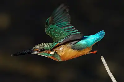 カワセミ飛翔写真画像