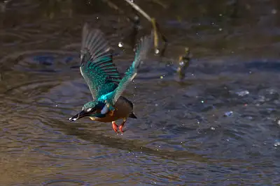 カワセミ飛翔写真画像